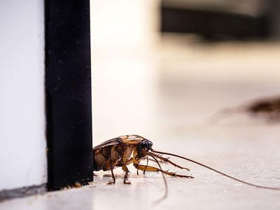 cockroach crawling across kitchen floor in hampton roads
