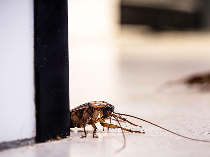 american cockroach found crumbs on the floor