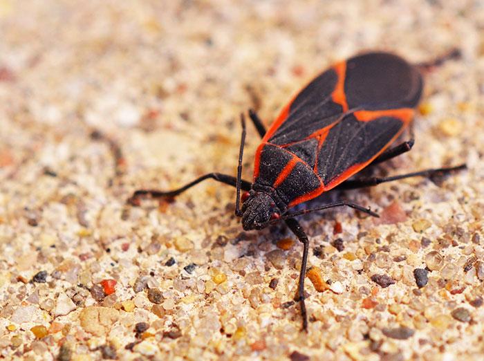 adult boxelder bug at rest
