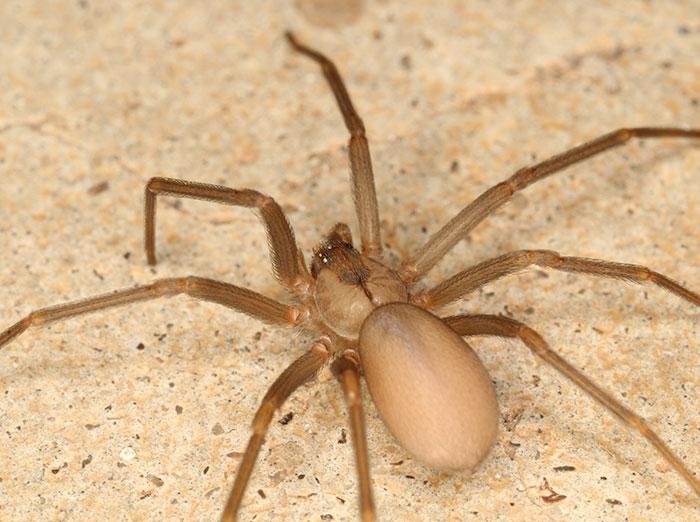 adult brown recluse spider with violin marking on back