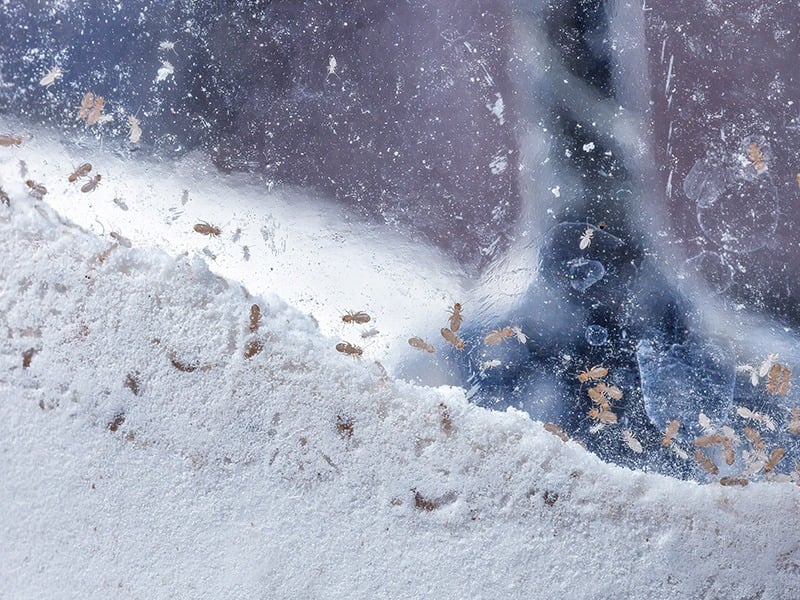 flour infested with bugs