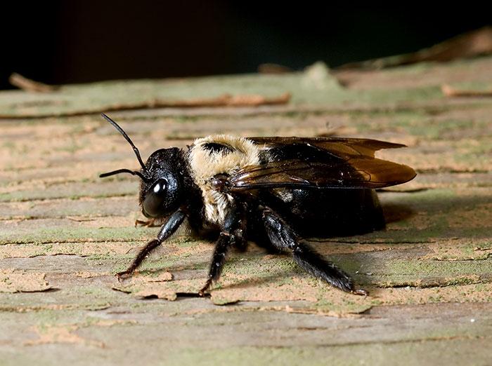 carpenter bee drilling into unstained wood