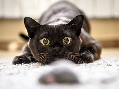black cat and a mouse