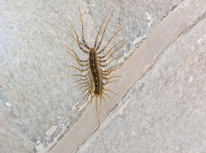centipede crawling on tile