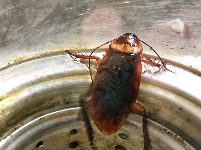 cockroach crawling in kitchen drain