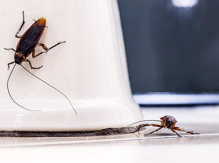 roaches crawling near toilet in virginia beach