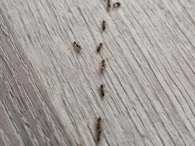 ant trail on kitchen floor