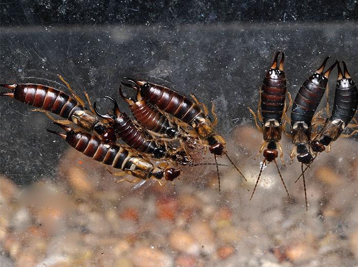 earwigs in chesapeake virginia