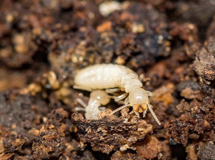 foraging eastern subterranean termites in virginia