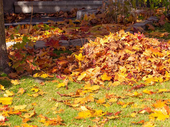 cleaning up leaves and debris will help repel fall pests