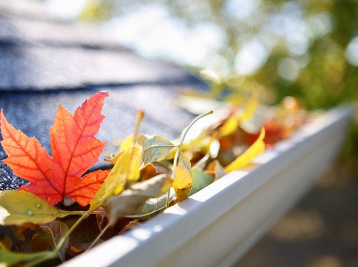 clogged gutters attract pests