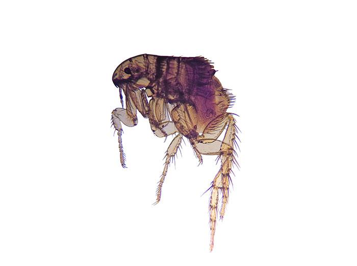 magnified image of a  flea