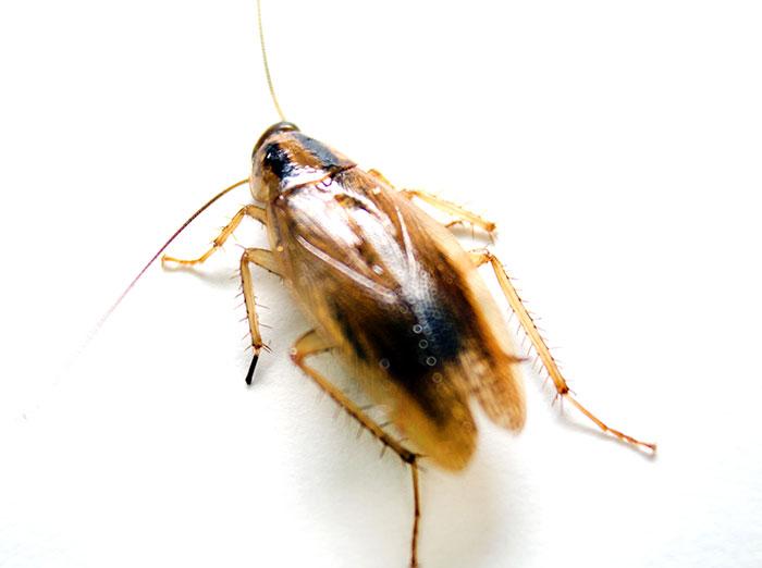 German cockroach