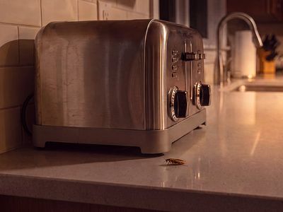 cockroach near toaster