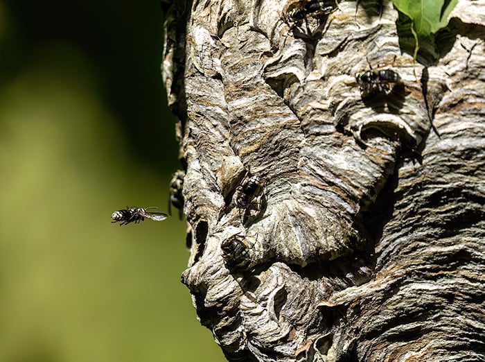 baldfaced hornets coming and going from nest