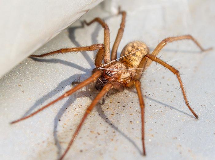 common house spider crawling in home