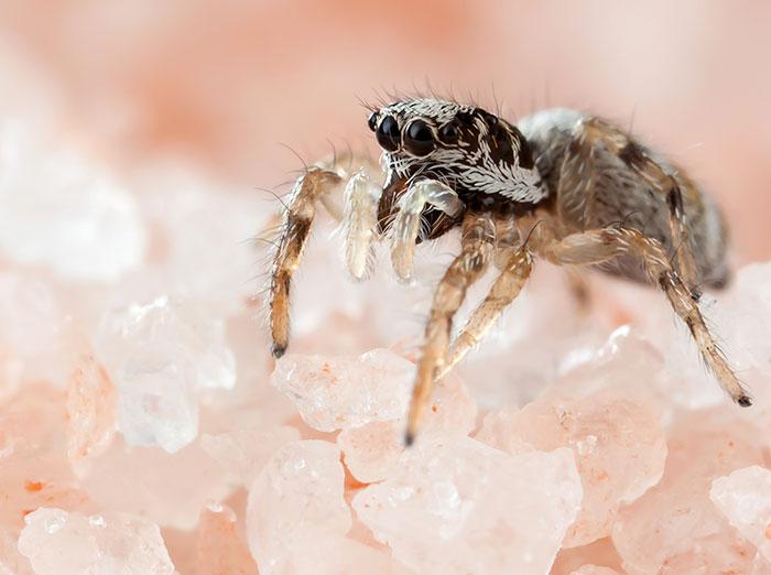 jumping spider in hampton roads va