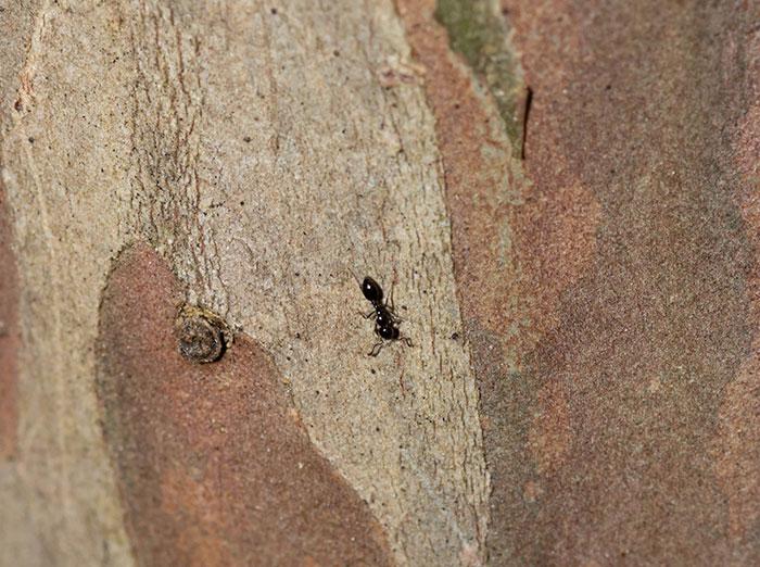 little black ant crawling down a tree