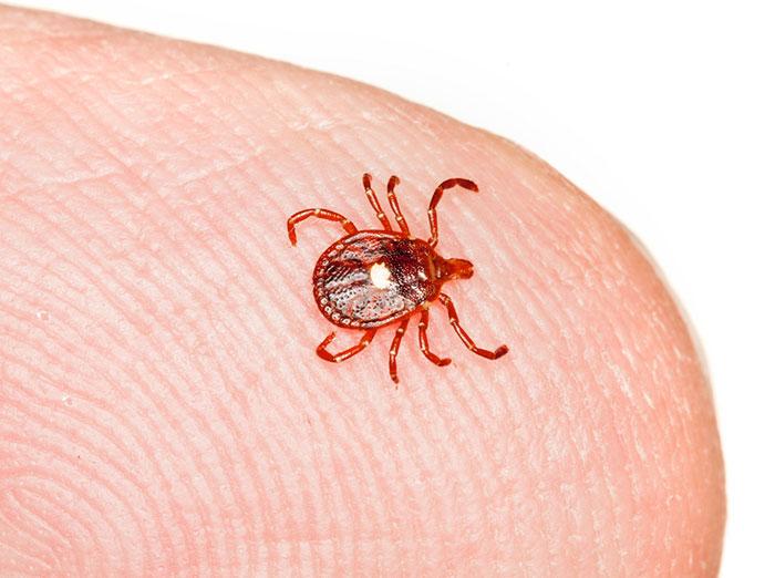 lone star tick on end of finger