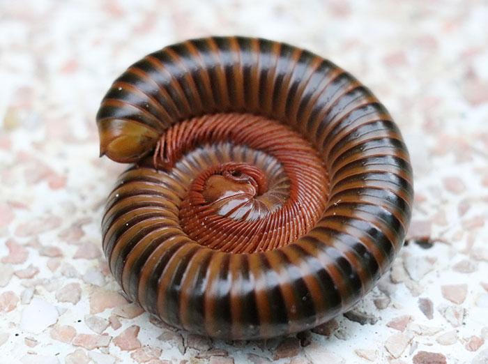 curled up millipede