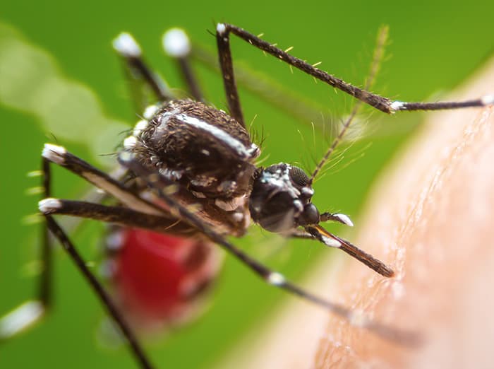 do mosquitoes in virginia spread west nile virus