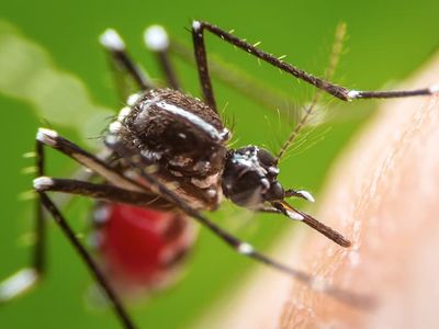mosquito bite