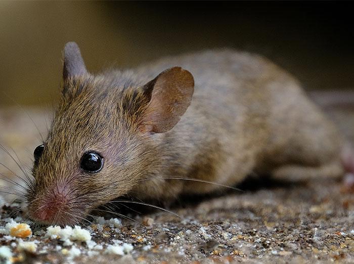 a common house mouse eating crumbs