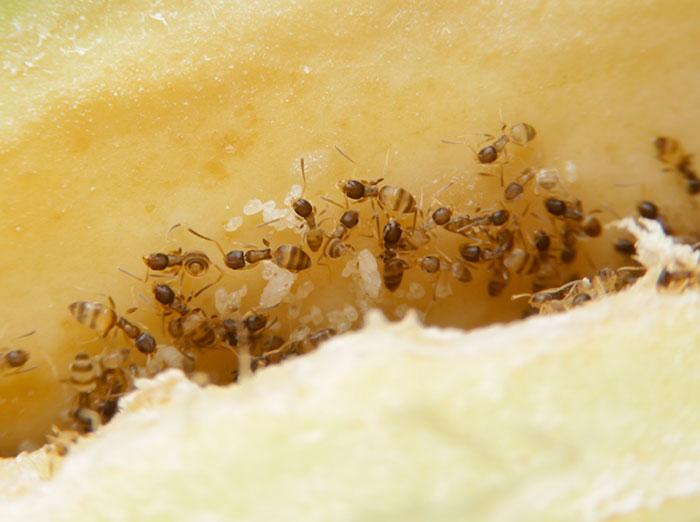 several odorous house ants infesting food