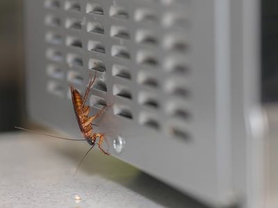 cockroach on a microwave