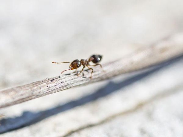 acrobat ant crawling outside a virginia home