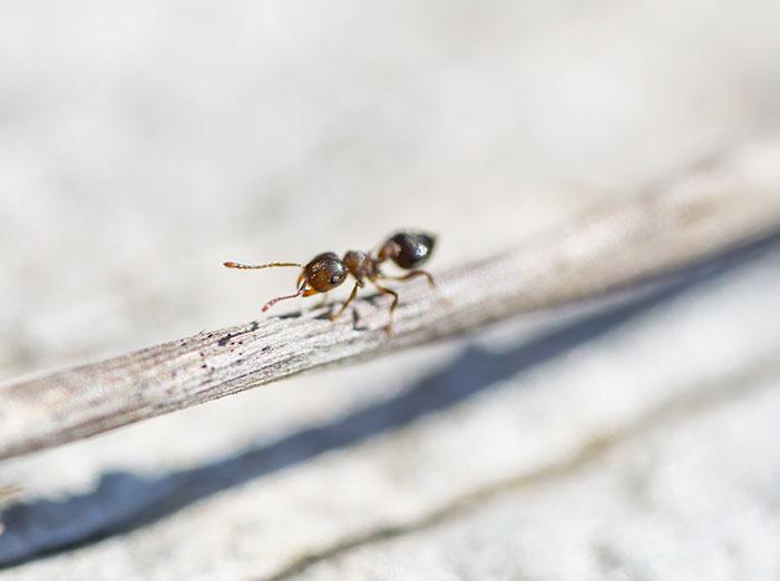 acrobat ant crawling outside a virginia home