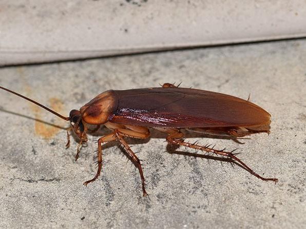 american-roach