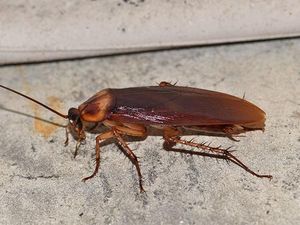 american cockroach