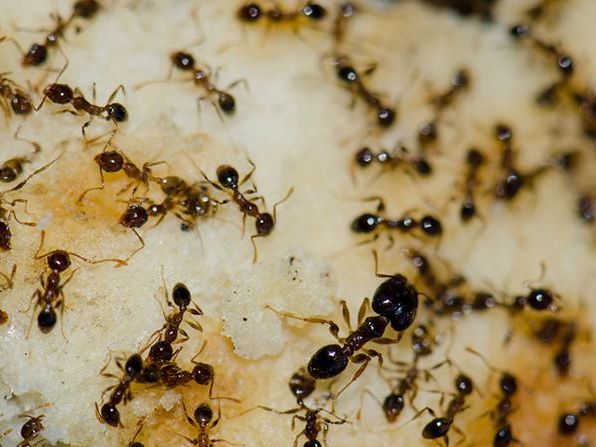 several argentine ants foraging