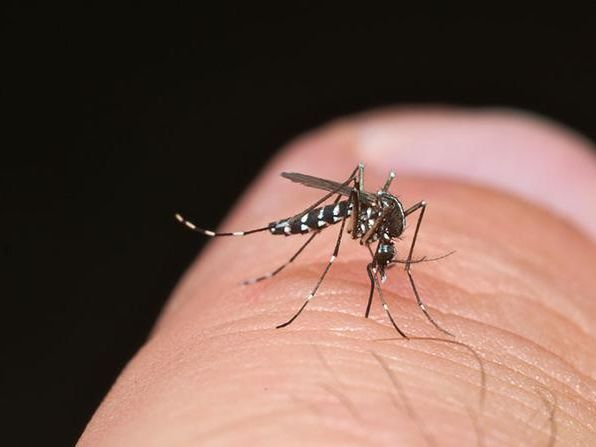 asian tiger mosquito in Virginia