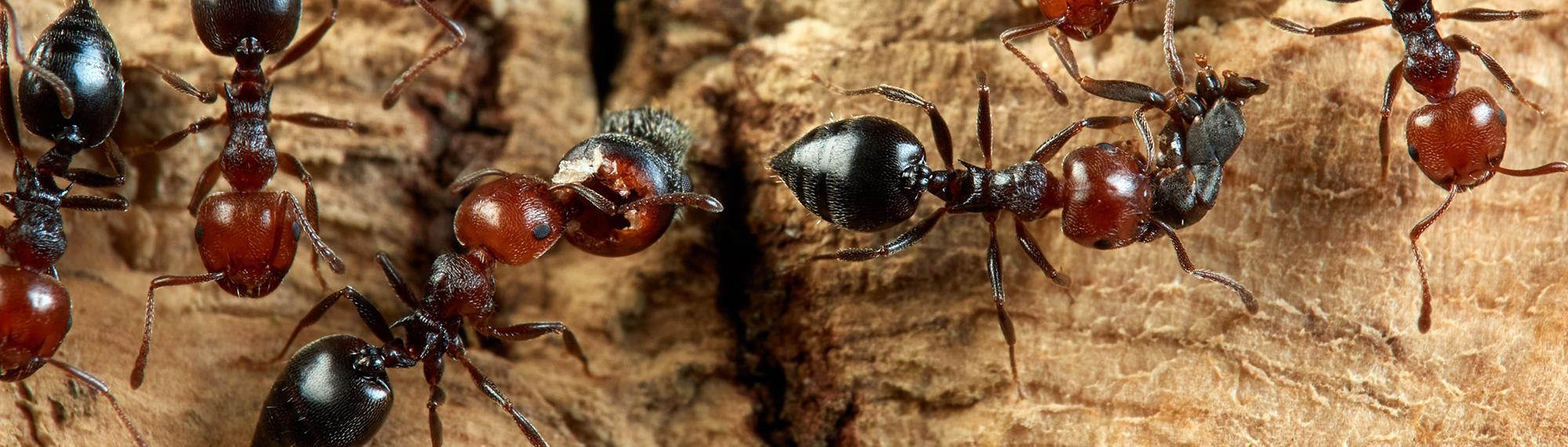 acrobat ants in newport news va