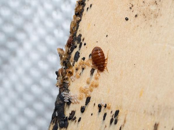 close up of an adult bed bug, nymphs, and bed bug eggs