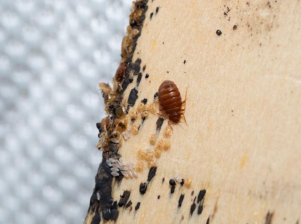 adult bed bugs, nymphs and bed bug eggs on mattress