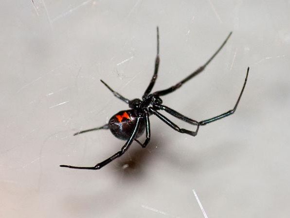 black widow spider displaying bright red