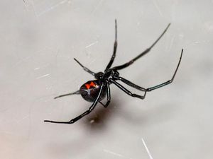 adult black widow spider