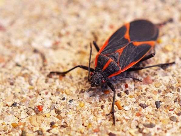 boxelder bug