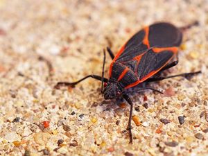 adult boxelder bug