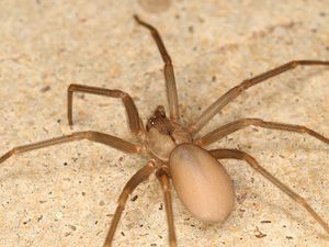 adult brown recluse spider