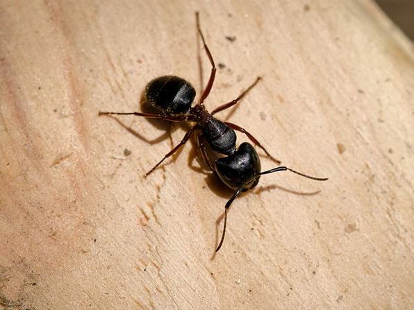 adult carpenter ant crawling on wood
