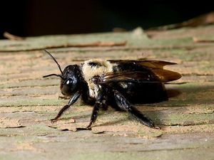 carpenter bee