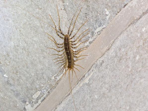 centipede on bathroom floor