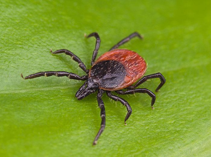 deer tick crawling on a blade of grass