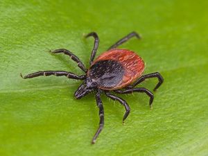 deer tick crawling on a blade of grass