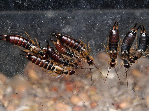 a group of earwigs