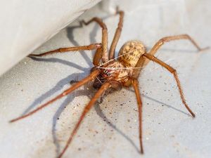 house spider crawling on floor